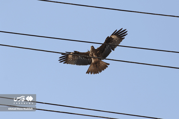 کورکورهای سیاه روی دکل‌های برق شیراز