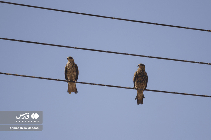 کورکورهای سیاه روی دکل‌های برق شیراز
