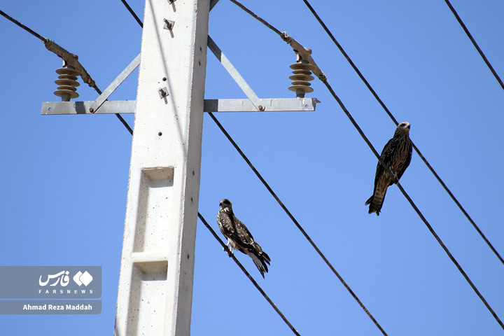 کورکورهای سیاه روی دکل‌های برق شیراز