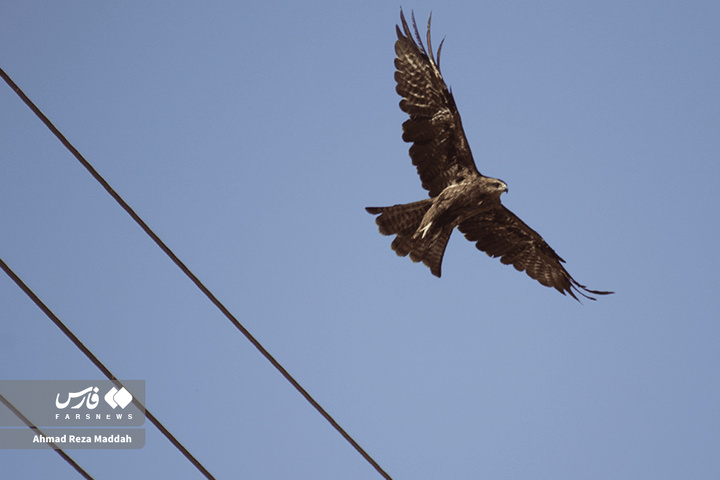 کورکورهای سیاه روی دکل‌های برق شیراز