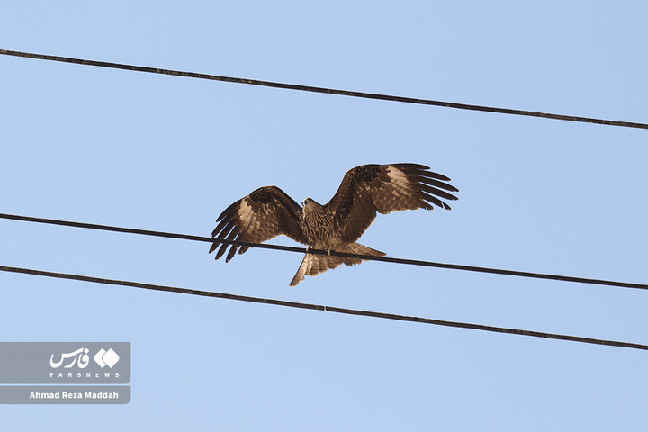 کورکورهای سیاه روی دکل‌های برق شیراز