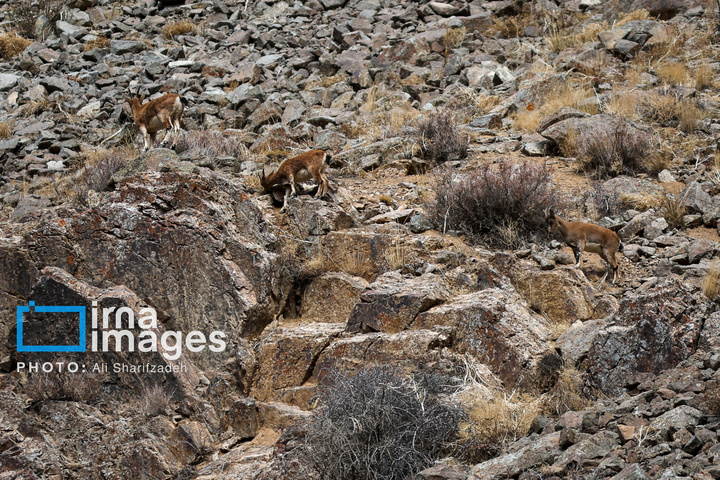 حفاظت بی‌وقفه