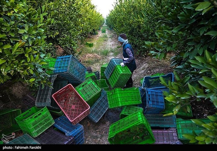 تولید ملی برای رفع محرومیت / برداشت نارنگی از باغات هاشم‌آباد گرگان