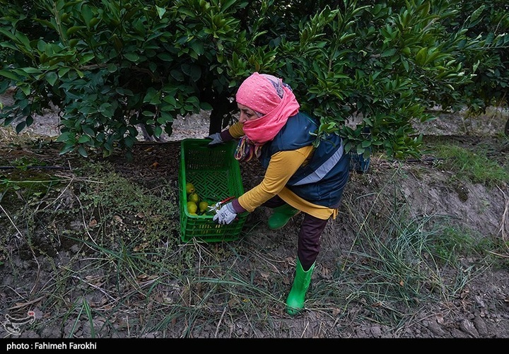 تولید ملی برای رفع محرومیت / برداشت نارنگی از باغات هاشم‌آباد گرگان