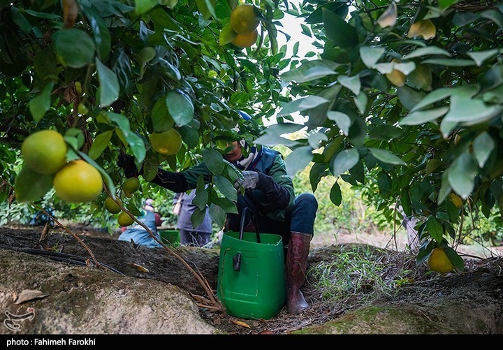 تولید ملی برای رفع محرومیت / برداشت نارنگی از باغات هاشم‌آباد گرگان