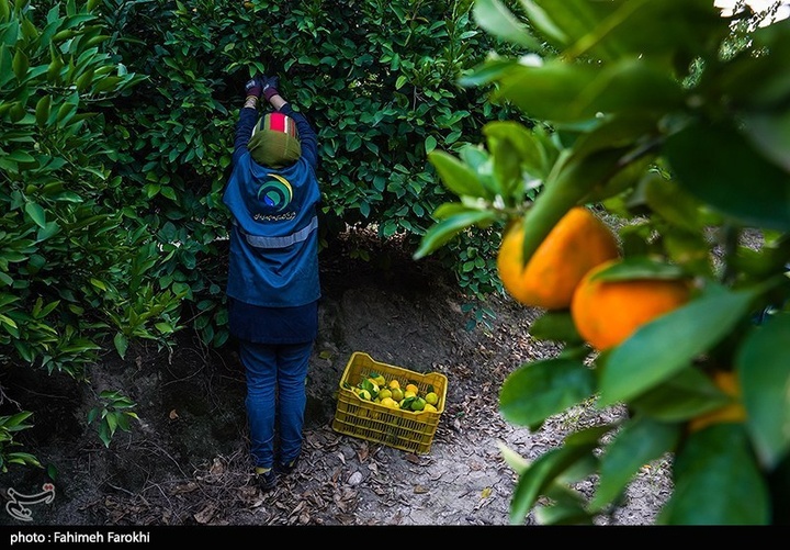 تولید ملی برای رفع محرومیت / برداشت نارنگی از باغات هاشم‌آباد گرگان