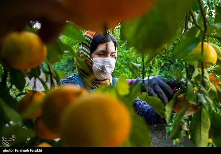 تولید ملی برای رفع محرومیت / برداشت نارنگی از باغات هاشم‌آباد گرگان