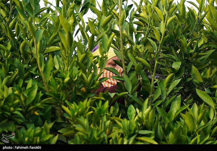 تولید ملی برای رفع محرومیت / برداشت نارنگی از باغات هاشم‌آباد گرگان