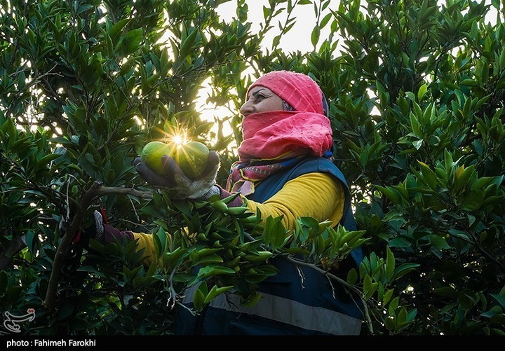 تولید ملی برای رفع محرومیت / برداشت نارنگی از باغات هاشم‌آباد گرگان