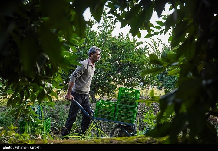 تولید ملی برای رفع محرومیت / برداشت نارنگی از باغات هاشم‌آباد گرگان