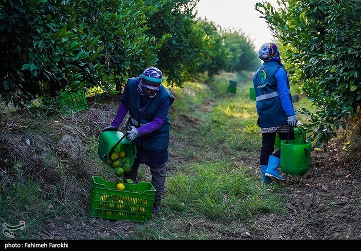 تولید ملی برای رفع محرومیت / برداشت نارنگی از باغات هاشم‌آباد گرگان