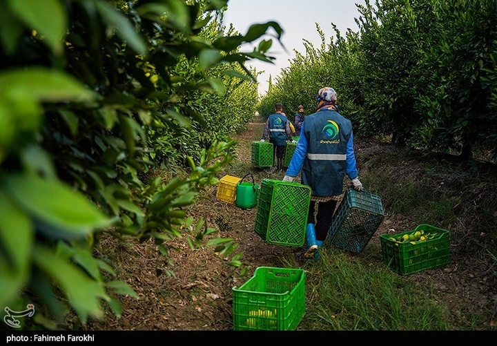 تولید ملی برای رفع محرومیت / برداشت نارنگی از باغات هاشم‌آباد گرگان