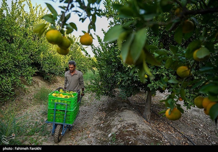 تولید ملی برای رفع محرومیت / برداشت نارنگی از باغات هاشم‌آباد گرگان