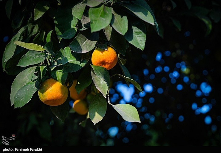 تولید ملی برای رفع محرومیت / برداشت نارنگی از باغات هاشم‌آباد گرگان