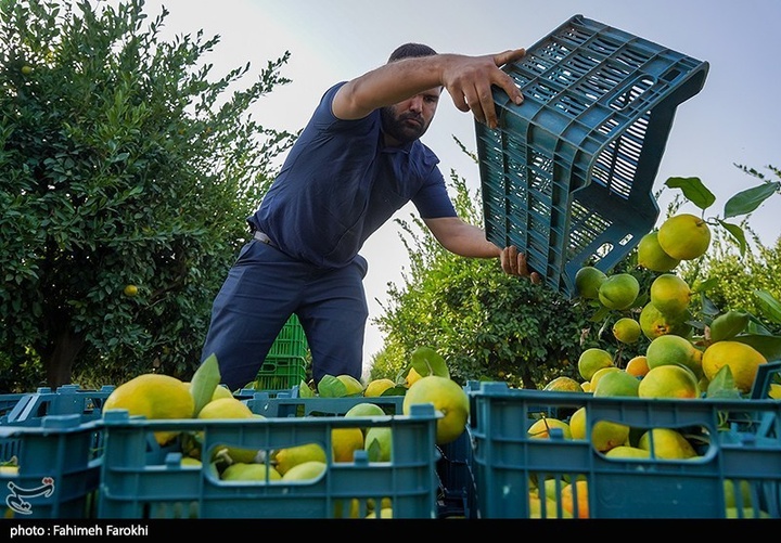تولید ملی برای رفع محرومیت / برداشت نارنگی از باغات هاشم‌آباد گرگان
