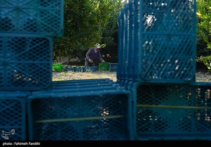 تولید ملی برای رفع محرومیت / برداشت نارنگی از باغات هاشم‌آباد گرگان