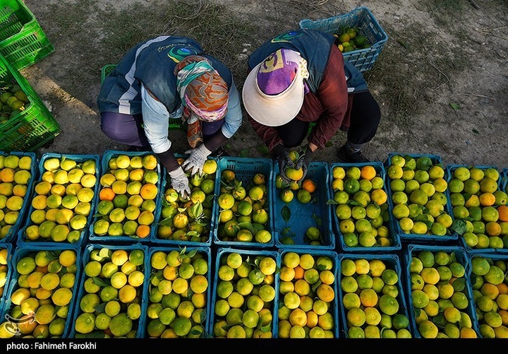 تولید ملی برای رفع محرومیت / برداشت نارنگی از باغات هاشم‌آباد گرگان