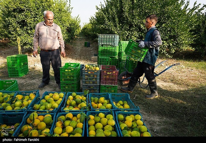 تولید ملی برای رفع محرومیت / برداشت نارنگی از باغات هاشم‌آباد گرگان