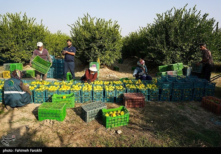 تولید ملی برای رفع محرومیت / برداشت نارنگی از باغات هاشم‌آباد گرگان