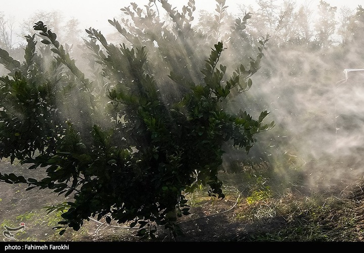 تولید ملی برای رفع محرومیت / برداشت نارنگی از باغات هاشم‌آباد گرگان