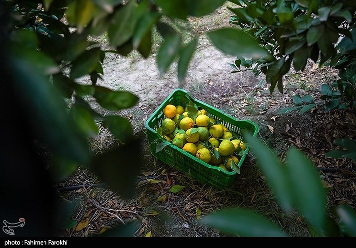 تولید ملی برای رفع محرومیت / برداشت نارنگی از باغات هاشم‌آباد گرگان