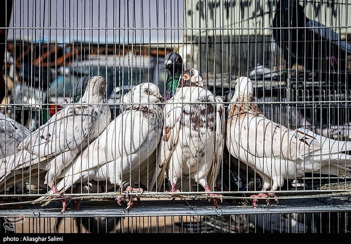 بازار پرنده‌فروشان بجنورد