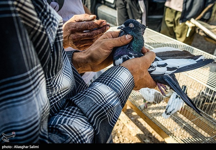 بازار پرنده‌فروشان بجنورد