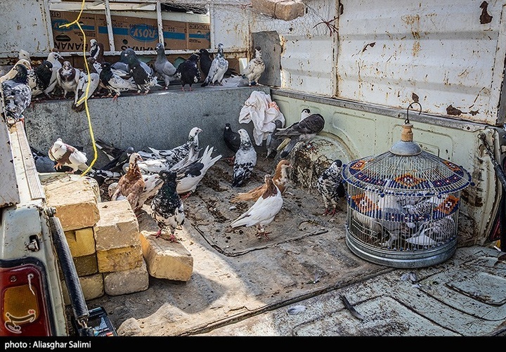 بازار پرنده‌فروشان بجنورد