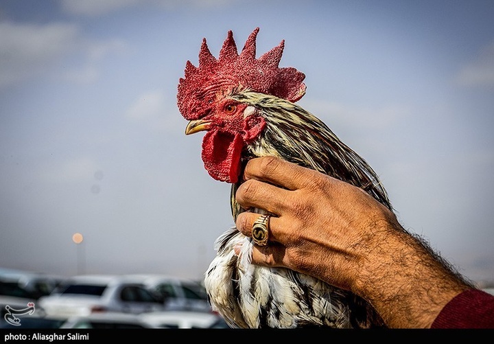 بازار پرنده‌فروشان بجنورد