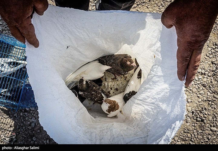 بازار پرنده‌فروشان بجنورد