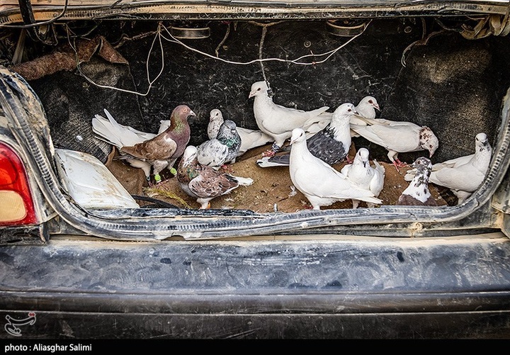 بازار پرنده‌فروشان بجنورد