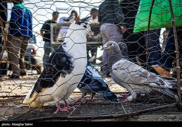 بازار پرنده‌فروشان بجنورد
