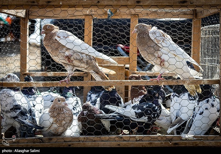 بازار پرنده‌فروشان بجنورد