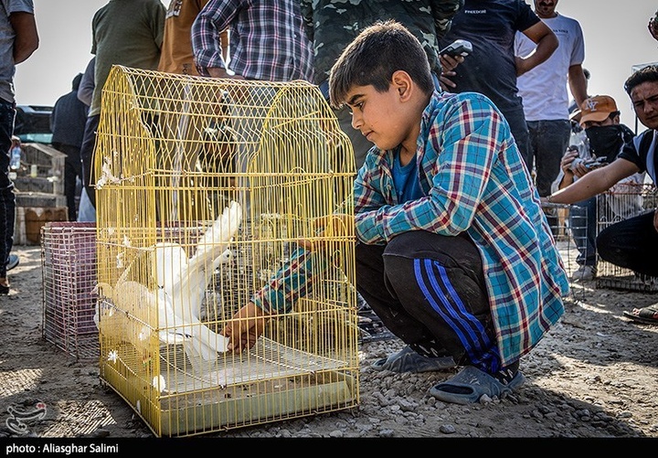 بازار پرنده‌فروشان بجنورد