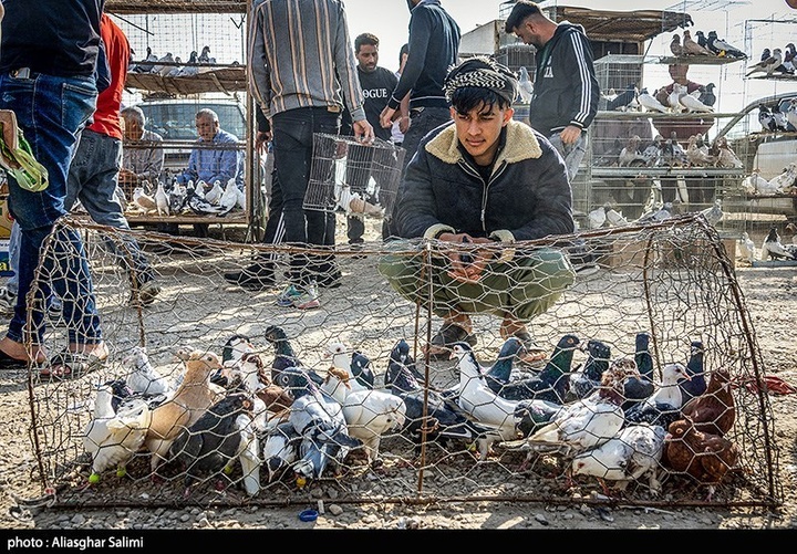 بازار پرنده‌فروشان بجنورد