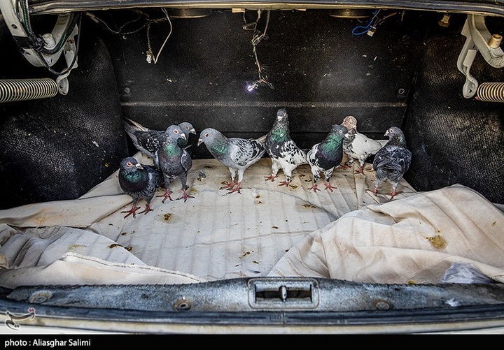 بازار پرنده‌فروشان بجنورد