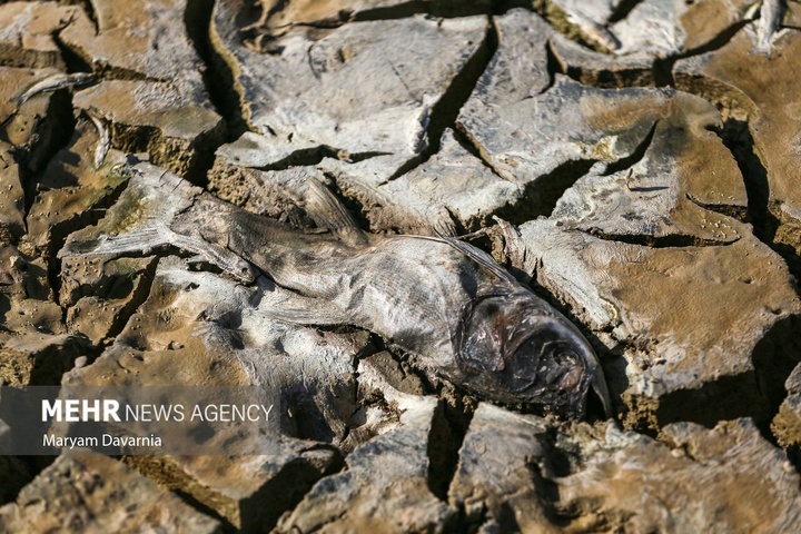 مرگ دست جمعی ماهی‌ها در سد عبدل آباد بجنورد