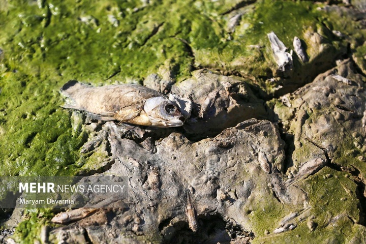 مرگ دست جمعی ماهی‌ها در سد عبدل آباد بجنورد
