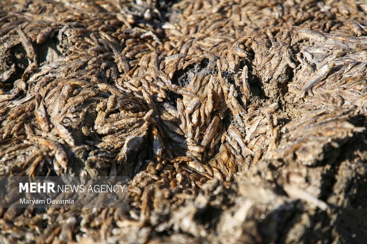مرگ دست جمعی ماهی‌ها در سد عبدل آباد بجنورد