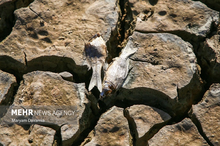 مرگ دست جمعی ماهی‌ها در سد عبدل آباد بجنورد