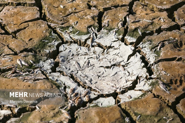 مرگ دست جمعی ماهی‌ها در سد عبدل آباد بجنورد