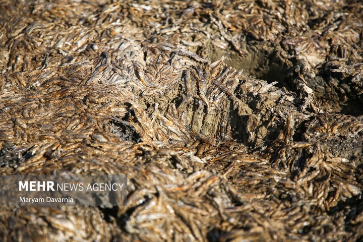 مرگ دست جمعی ماهی‌ها در سد عبدل آباد بجنورد