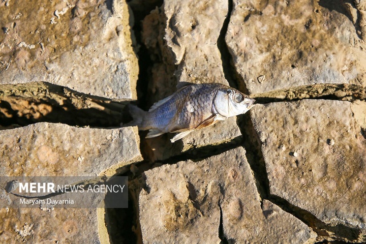 مرگ دست جمعی ماهی‌ها در سد عبدل آباد بجنورد