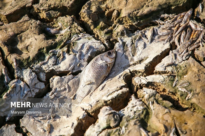 مرگ دست جمعی ماهی‌ها در سد عبدل آباد بجنورد