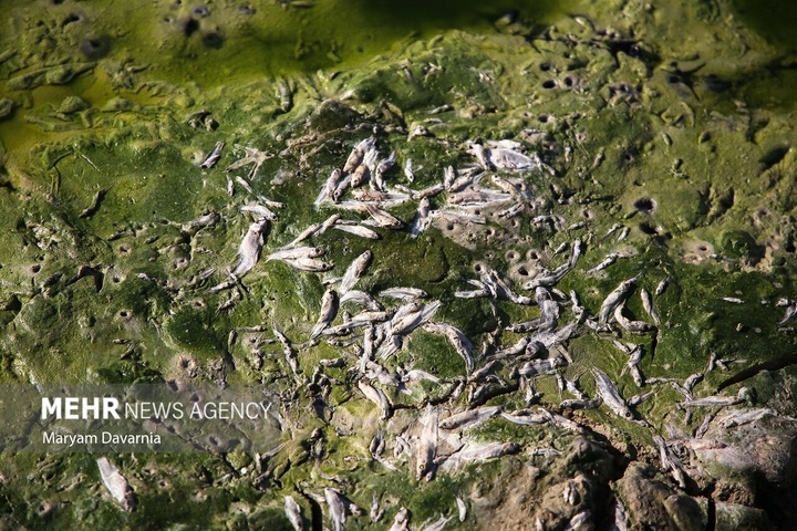 مرگ دست جمعی ماهی‌ها در سد عبدل آباد بجنورد