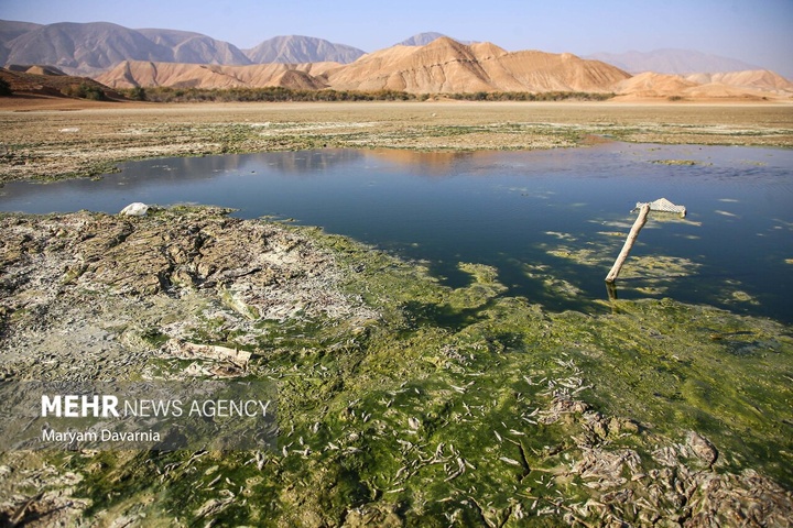 مرگ دست جمعی ماهی‌ها در سد عبدل آباد بجنورد