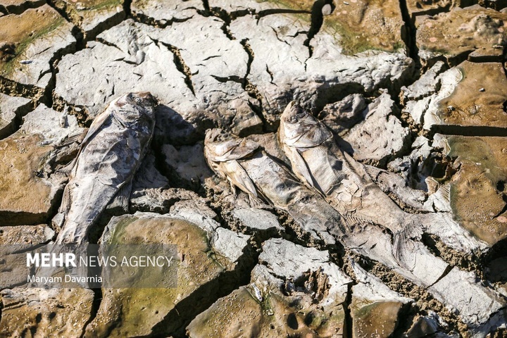 مرگ دست جمعی ماهی‌ها در سد عبدل آباد بجنورد