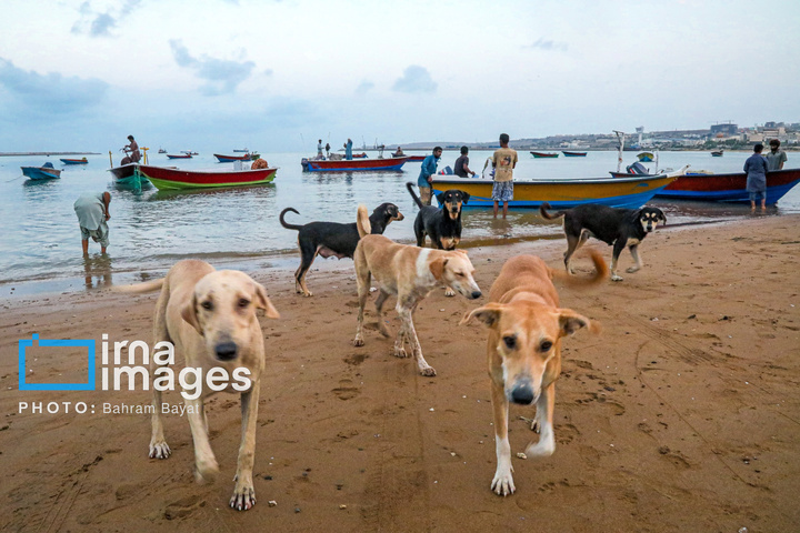 «چابهار» رنگ، فرهنگ و زندگی
