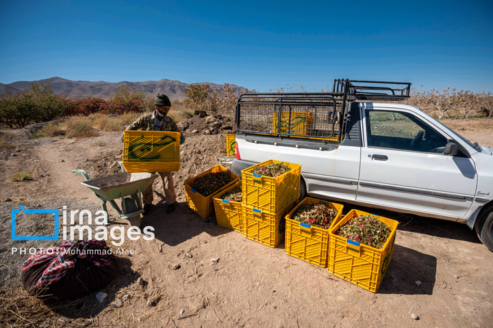 برداشت زرشک در روستای «افین» خراسان جنوبی