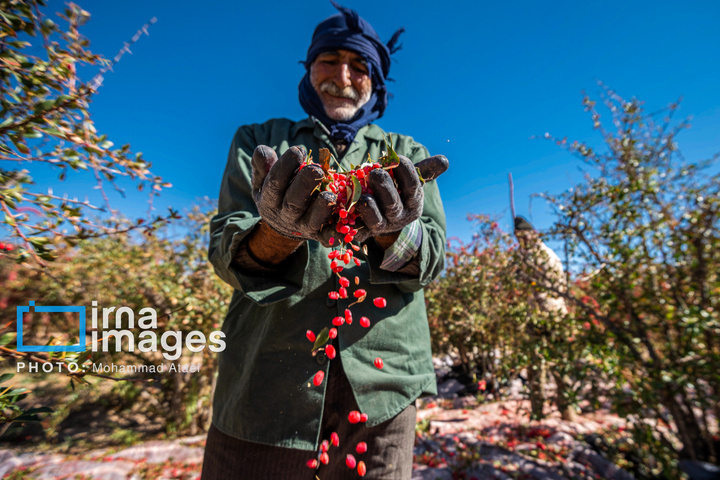 برداشت زرشک در روستای «افین» خراسان جنوبی